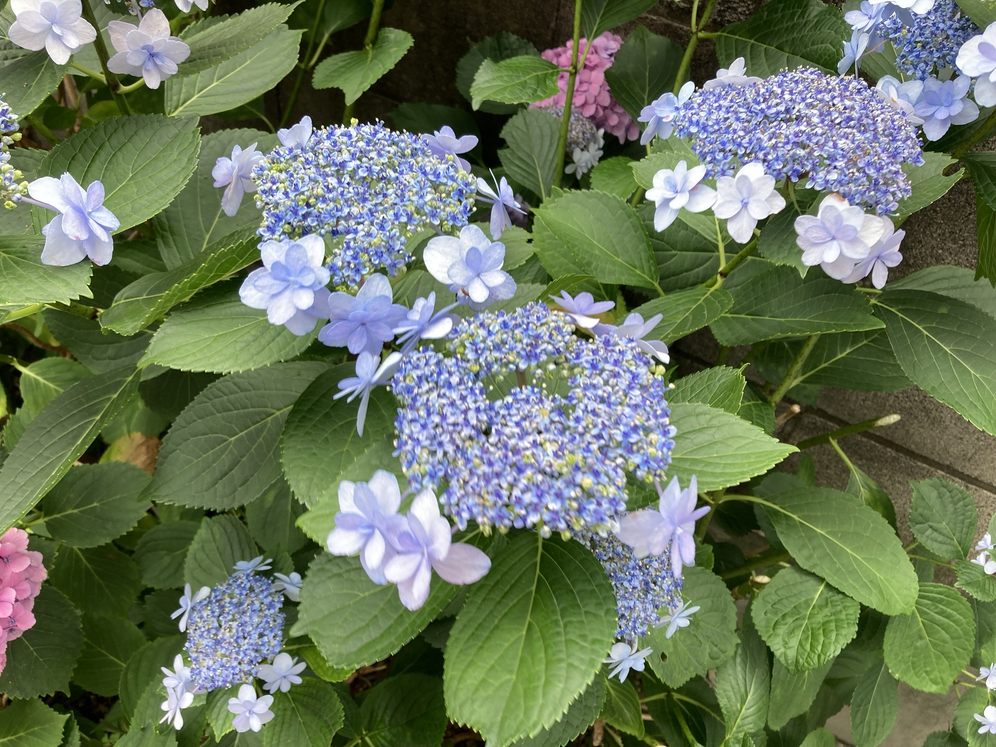 共同体の一員としてできることを考えてみる | Anne'sポット
